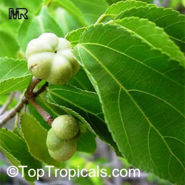 Grewia occidentalis, 10-100 Samen